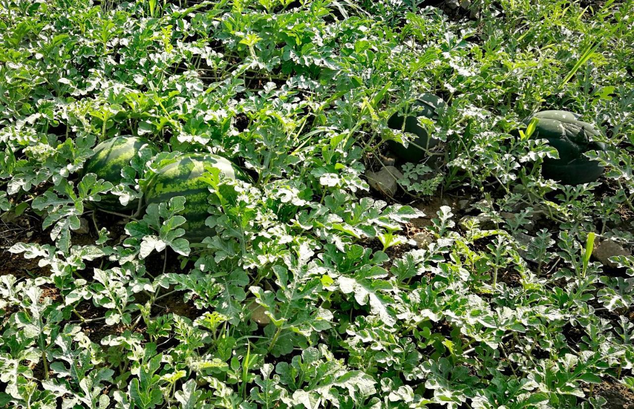 Agropensiunea Valea Fagilor Luncavita Esterno foto